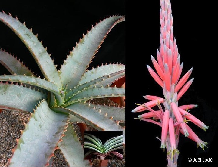 Aloe suprafoliata JL P1250154